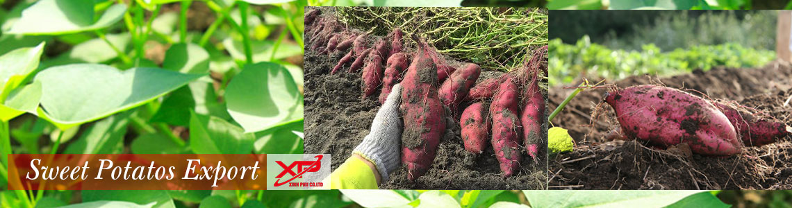 Xinh Phu export