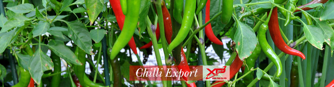 Xinh Phu export