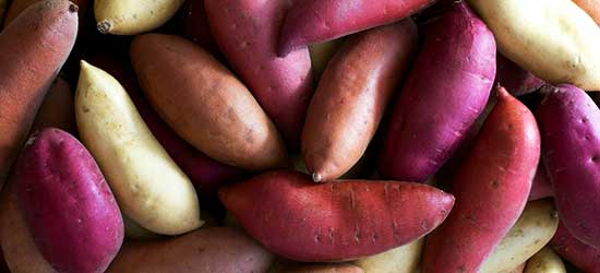  SWEET POTATO